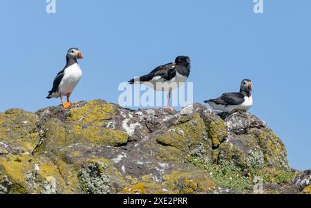 Zwei Papageientaucher und ein Austernfänger auf einem Felsen mit blauem Himmel Hintergrund Stockfoto
