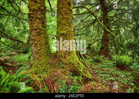 Moosbedeckte Bäume und Ferns im üppigen gemäßigten Regenwald auf Augenhöhe Stockfoto