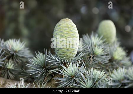 Ast der Atlas-Zederne mit weißlich-grünen Nadeln und jungen weiblichen Kegeln. Nahaufnahme des wunderschönen Cedrus Atlantica Baumes aus der Familie der Pinaceae Stockfoto