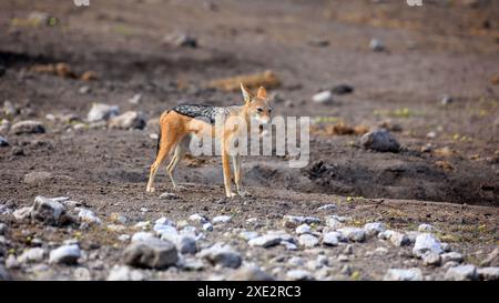 Black-backed Schakal Stockfoto