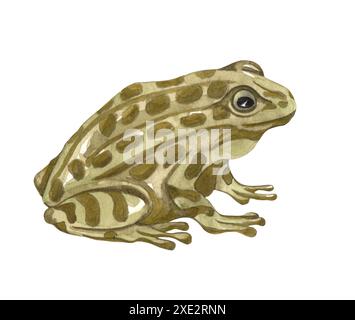 Grüner Frosch von einem Spritzer Aquarell, Aquarellillustration Stockfoto