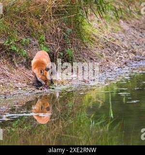 Rotfuchs, Vulpes vulpes, trinken aus Wasser in farbenfroher Herbstlandschaft. Raubtier mit orangefarbenem Fell steht im Herbst am Ufer. W Stockfoto