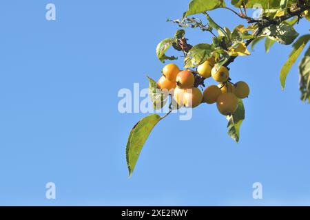 Siebolds Apfel Stockfoto