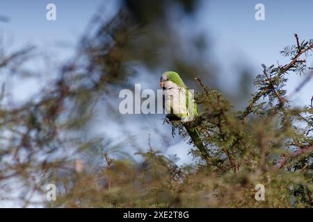 Argentinischer Papagei, eine Papageienart aus der Neuen Welt und Afrika. Psittacidae. Myiopsitta. Papageien, Verkostungen, Sittich. Stockfoto