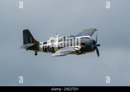 Grumman Wildcat G-RUMW fliegt auf der Sywell Airshow 2024 in Northamptonshire, Großbritannien. Vintage British Royal Navy Fleet Air Arm Kampfflugzeug Stockfoto