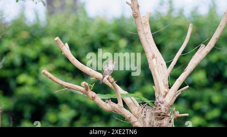 Haussperling Vogel, Passariden, Passant domesticus Stockfoto