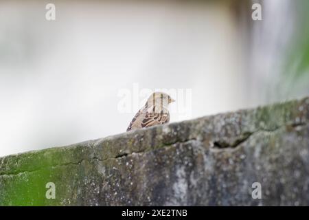 Haussperling Vogel, Passariden, Passant domesticus Stockfoto