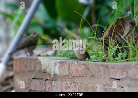 Haussperling Vogel, Passariden, Passant domesticus Stockfoto