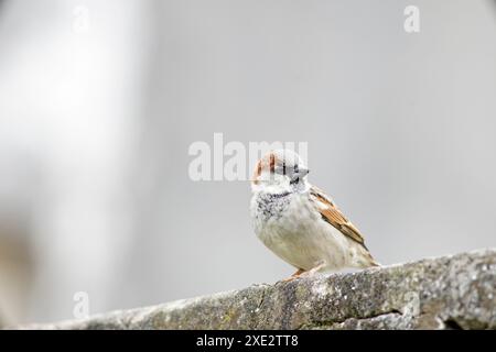 Haussperling Vogel, Passariden, Passant domesticus Stockfoto