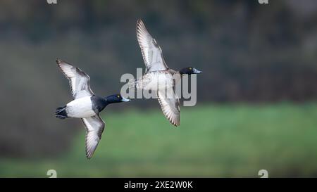 Getuftete Entenpaare (Aythya fuligula), Fliegen Stockfoto