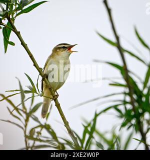 Seggenbarsche (Acrocephalus schoenobaenus), singend Stockfoto