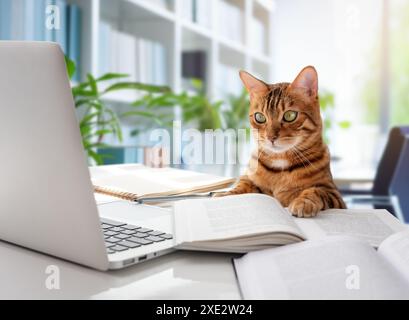 Die Katze sitzt am Schreibtisch und schaut auf den Laptop. Stockfoto