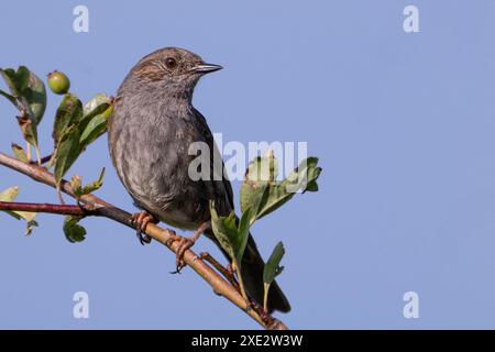 Dunnock, Prunella modularis, hoch im Baum Stockfoto