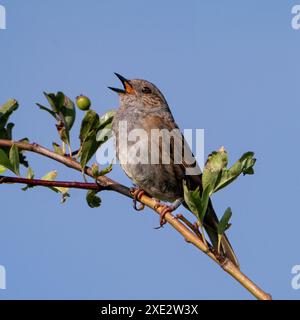 Dunnock (Prunella modularis), singend Stockfoto