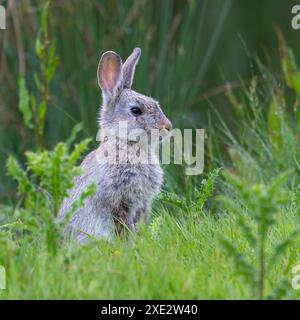 Alert Junges Europäisches Kaninchen (Oryctolagus cuniculus), in Gras. Stockfoto