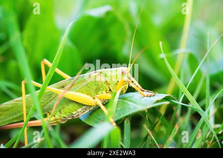 Makrofoto von grünem Grashüpfer auf Gras im Sommer Stockfoto