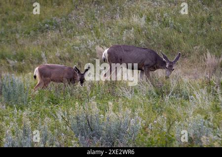 Ein Maultierhirsch und ein junges Maultierhirsch weiden im Präriebad des Theodore Roosevelt National Park, North Dakota, USA Stockfoto