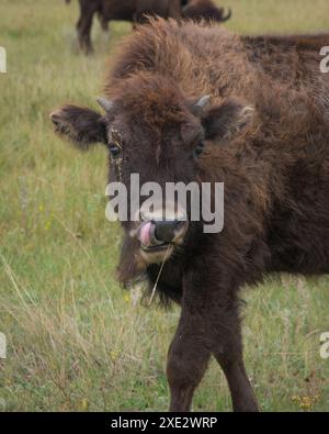 Ein junger Bisonbüffel leckt sich die Lippen, während er die Kamera ansieht, North Unit, Theodore Roosevelt National Park, North Dakota, USA Stockfoto