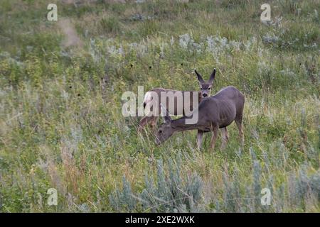 Zwei Maultierhirsche grasen im Gras der Prärie, der jüngere mit Blick auf die Kamera, Theodore Roosevelt National Park, North Dakota, USA Stockfoto