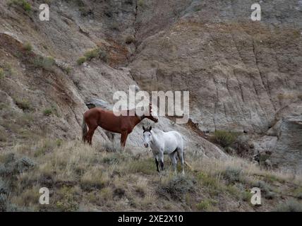Zwei wilde (wilde) Pferde (Bucht und Cremello) stehen zusammen in der South Unit des Theodore Roosevelt National Park, North Dakota, USA Stockfoto