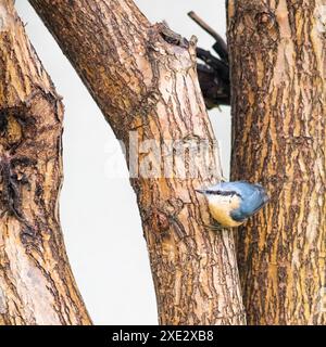 Eurasische Nuthatch auch Holz Nuthatch genannt Stockfoto