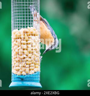 Der Eurasische Nackthaar, der auf einem Vogelfutter voller Sonnenblumenkerne hockt und davon isst. Schöner unscharfer Hintergrund. Essen A Stockfoto