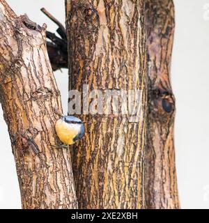 Eurasische Nuthatch auch Holz Nuthatch genannt Stockfoto