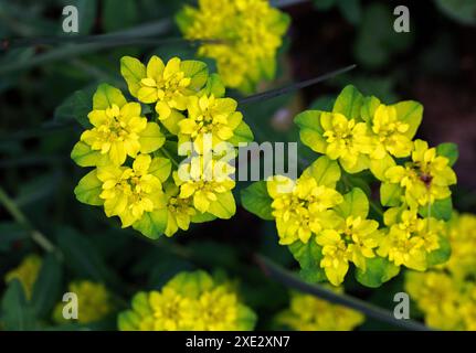 The Cushion Spurge, Euphorbia epithymoides, syn. Euphorbia polychroma, Euphorbiaceae. Libyen, Türkei und Ost-, Mittel- und Südosteuropa. Stockfoto