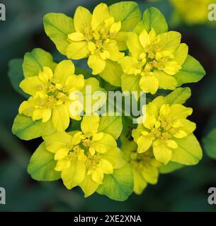 The Cushion Spurge, Euphorbia epithymoides, syn. Euphorbia polychroma, Euphorbiaceae. Libyen, Türkei und Ost-, Mittel- und Südosteuropa. Stockfoto