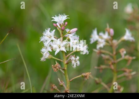 Nahaufnahme der Blüten der Bohnen (Menyanthes trifoliata) in Blüte Stockfoto