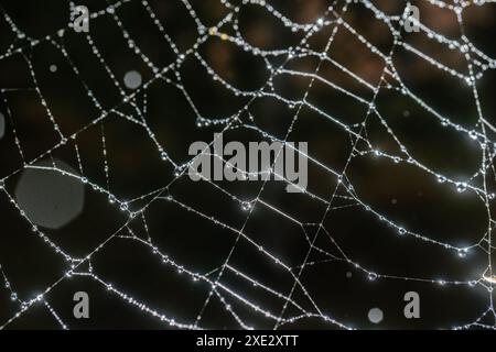 Spinnweben mit Tropfen nach dem Morgenregen. Stockfoto