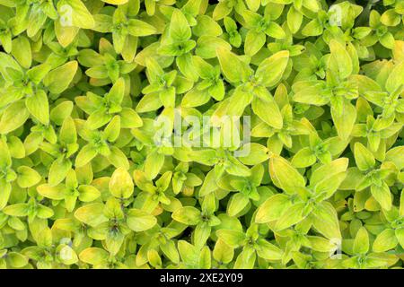 Marjoram oder Oregano, Origanum vulgare var. aureum, Lamiaceae. Aromatisches Kraut. Europa und gemäßigtes Asien. Stockfoto