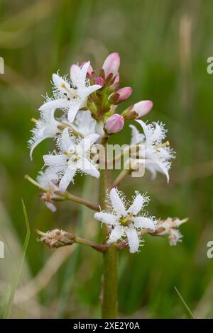 Nahaufnahme der Blüten der Bohnen (Menyanthes trifoliata) in Blüte Stockfoto