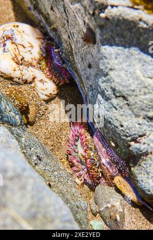 Bunte Tide Pool Meeresleben aus nächster Nähe bei Low Tide Stockfoto