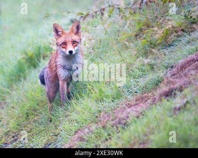 Getränkter Rotfuchs, Vulpes vulpes, Blick auf Grasland an regnerischen Sommertagen Stockfoto