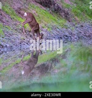 Ein junges braunes, durstiges weibliches Reh, das aus einem kleinen See im National Feuchtgebiet trinkt. Reflexion des Tieres im Wasser Stockfoto