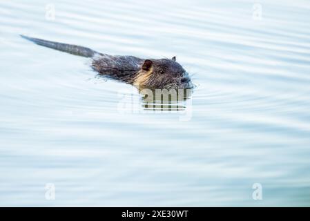 Nutria schwimmt im blauen Wasser Stockfoto