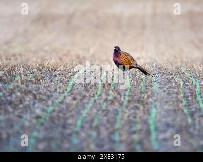 Fasan wandert auf einem Ackerfeld Stockfoto