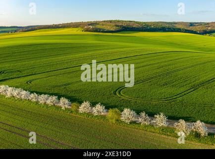 Grüne, wellenförmige Hügel mit landwirtschaftlichen Feldern Stockfoto