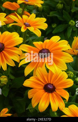 Schwarzäugige Rudbeckia Stockfoto