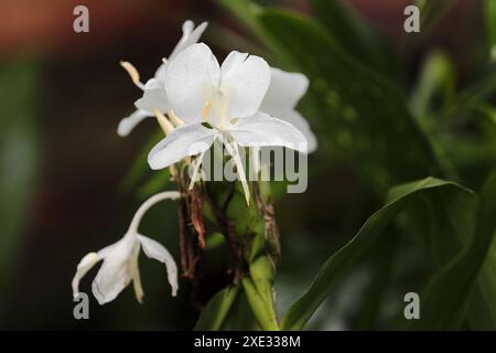 430 Schmetterlingsblumen - Hedychium coronarium, Flor mariposa -, die nationale, nass nach einem schweren tropischen Regenguss. Santo Domingo-Granma-Kuba. Stockfoto