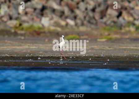 Südlicher Stelzen, Himantopus melanurus im Flug, Provinz La Pampa, Patagonien, Argentinien Stockfoto