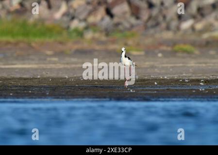 Südlicher Stelzen, Himantopus melanurus im Flug, Provinz La Pampa, Patagonien, Argentinien Stockfoto