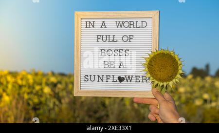 IN Einer WELT VOLLER ROSEN IST Ein SONNENBLUMENTEXT auf weißem Tafel neben dem Sonnenblumenfeld. Inspirierendes Zitat zur Motivationsunterschrift. B Stockfoto