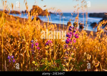 Lupines und Golden Sunset am Meyers Creek Beach, Oregon-Perspektive auf Augenhöhe Stockfoto