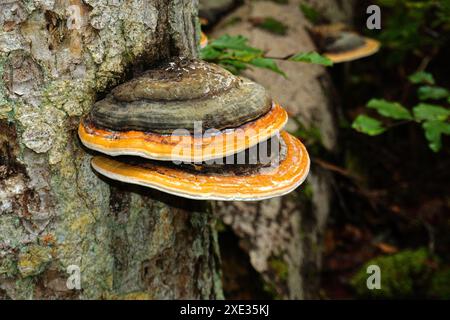 Rotbandpilz; Rotbandpolypore; Stockfoto