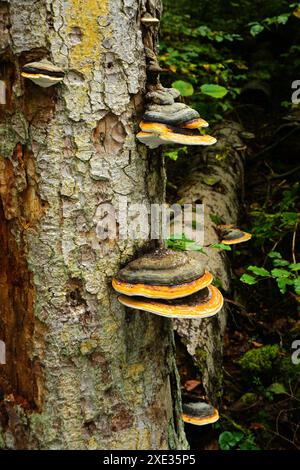 Rotbandpilz; Rotbandpolypore; Stockfoto