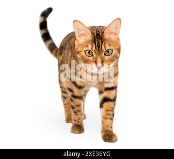 Bengalische Katze, die auf die Kamera zugeht, isoliert auf weißem Hintergrund. Stockfoto