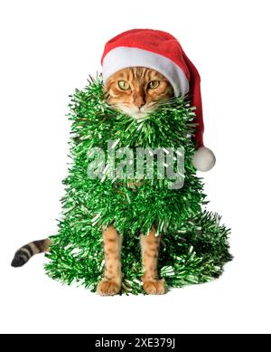 Lustige Katze mit Weihnachtsmann-Hut, in grüne Girlande oder Lametta gewickelt. Stockfoto