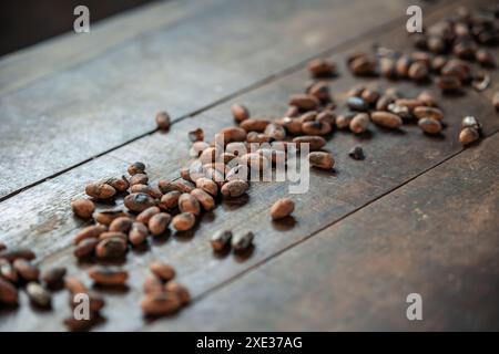 Aus der Nähe geröstete Bio-Kakaobohnen, ordentlich auf einem Holztisch angeordnet, bereit für die traditionelle Schokoladenherstellung in Ecuador. Dieses Bild erfasst den Stockfoto